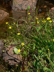 Ranunculus ophioglossifolius
