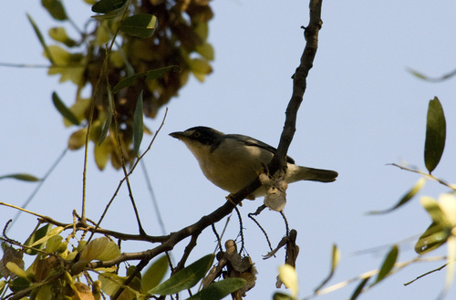 Nemosia pileata