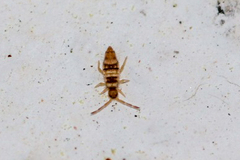 Entomobrya spectabilis