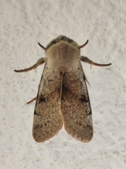 Perigrapha rorida