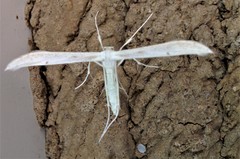 Hellinsia homodactylus