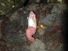 Spirontocaris prionota