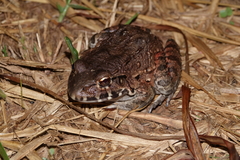 Leptodactylus paraensis
