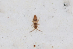 Entomobrya spectabilis