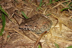 Leptodactylus paraensis