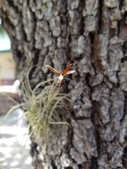Tillandsia recurvata image