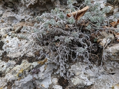 Odontarrhena obtusifolia