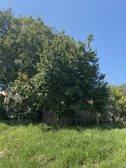 Prunus ilicifolia lyonii