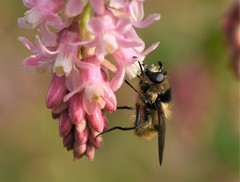 Criorhina nigripes