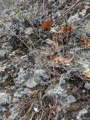 Odontarrhena obtusifolia