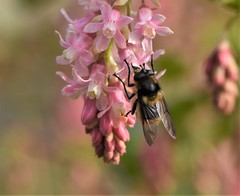 Criorhina nigripes
