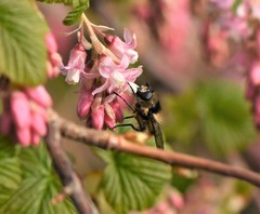 Criorhina nigripes