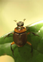 Canthon luteicollis