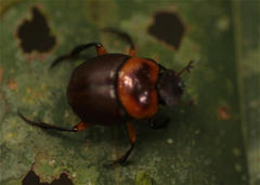 Canthon luteicollis