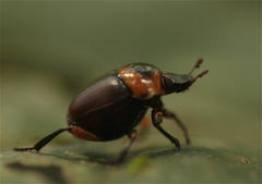 Canthon luteicollis