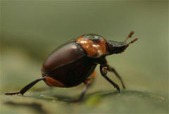 Canthon luteicollis