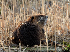 Myocastor coypus
