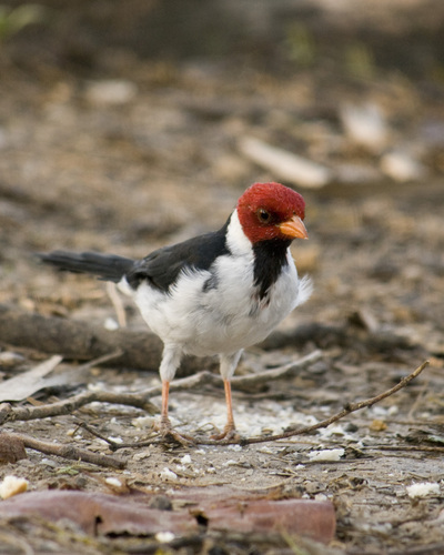 Yellow-billed Cardinal