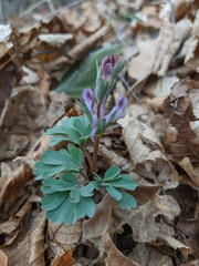 Corydalis paczoskii