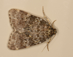 Parelictis saleuta