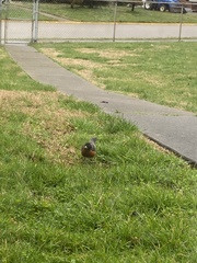 Turdus migratorius