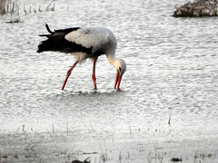 Ciconia ciconia