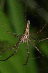 Euprosthenops