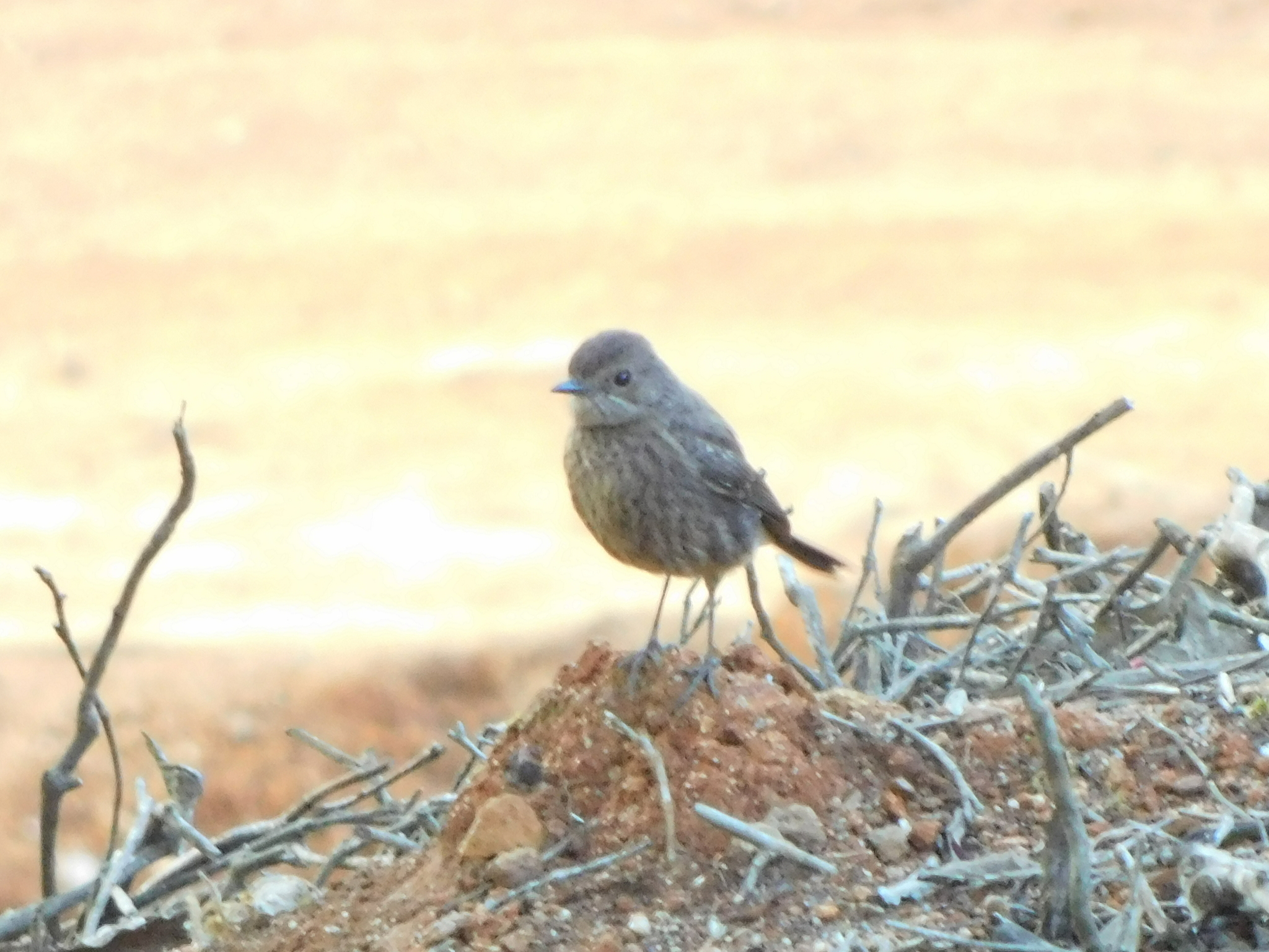 Pied Bush Chat