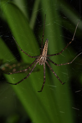 Euprosthenops