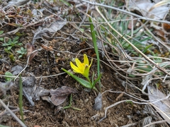 Gagea bohemica