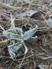 Cerastium biebersteinii