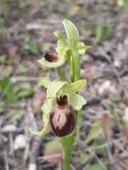 Ophrys exaltata