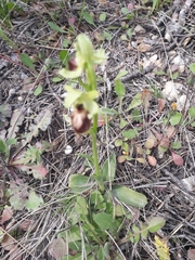 Ophrys exaltata