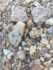 Ceuthophilus lamellipes