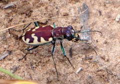 Cicindela formosa