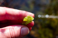 Sphagnum cuspidatum