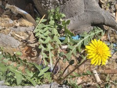 Taraxacum hellenicum