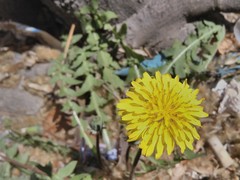 Taraxacum hellenicum