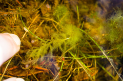 Sphagnum cuspidatum