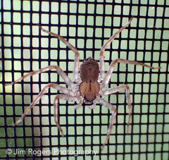 Selenops submaculosus