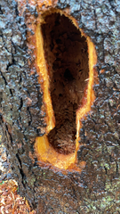 Dryocopus
