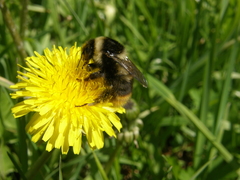 Bombus sichelii