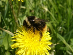 Bombus sichelii