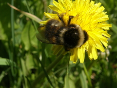 Bombus sichelii