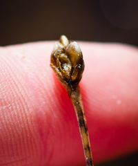Xyris difformis