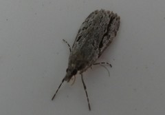 Eudonia bisinualis