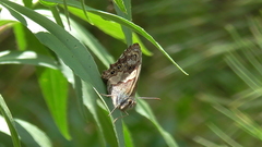 Paramacera xicaque xicaque