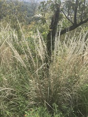 Muhlenbergia robusta