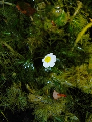 Ranunculus penicillatus