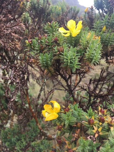 Hypericum irazuense (Hypericum irazuense)